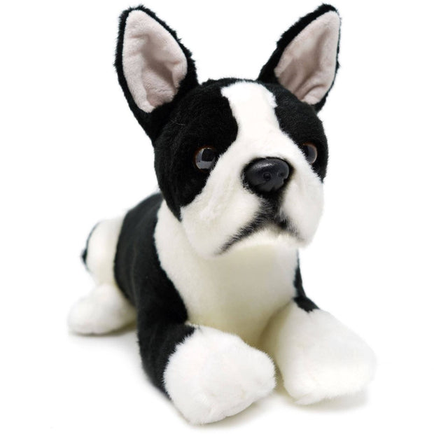 Baxter the Boston Terrier